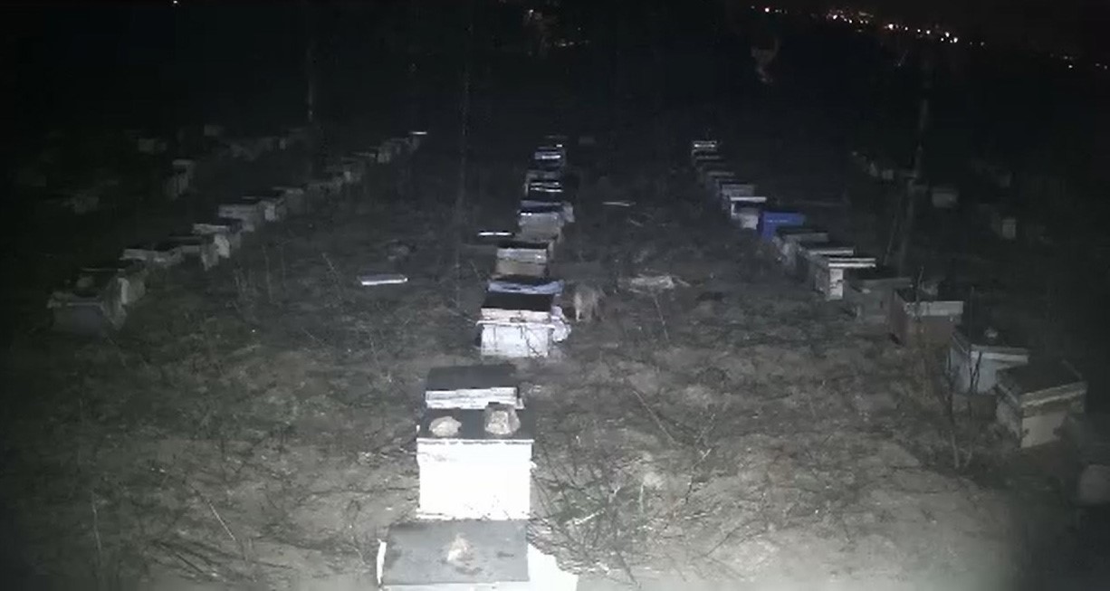 Tokat’ta çakallar bal peteklerine dadandı