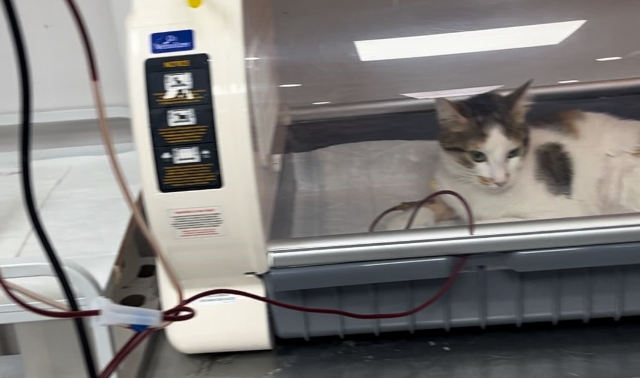 Kediden kediye kan nakli yaptılar
