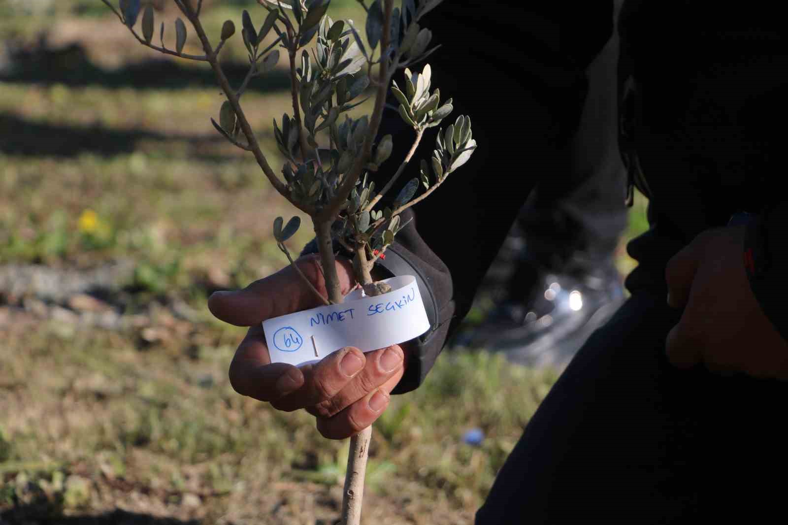 Depremde vefat eden 25 bin insanın ismi zeytin ağa&ccedil;larında yaşatılacak
