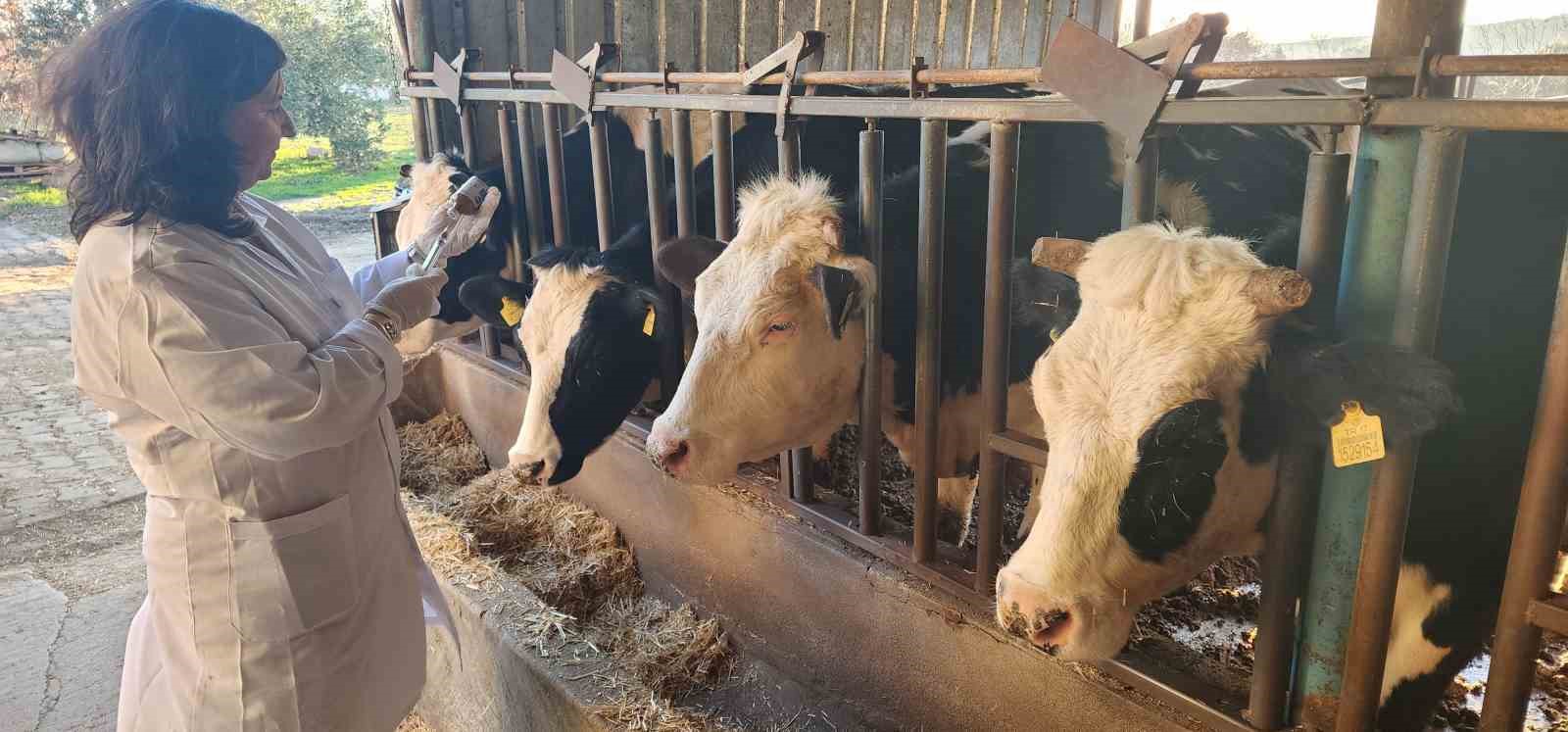 Çanakkale’de 205 bin büyükbaş hayvan şap hastalığına karşı aşılanacak