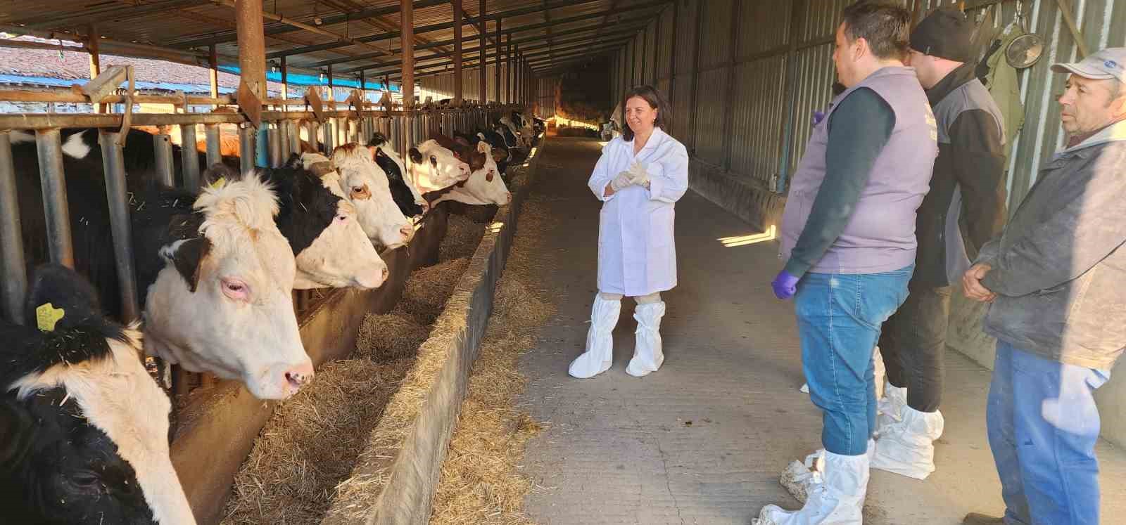 &Ccedil;anakkale&rsquo;de 205 bin b&uuml;y&uuml;kbaş hayvan şap hastalığına karşı aşılanacak
