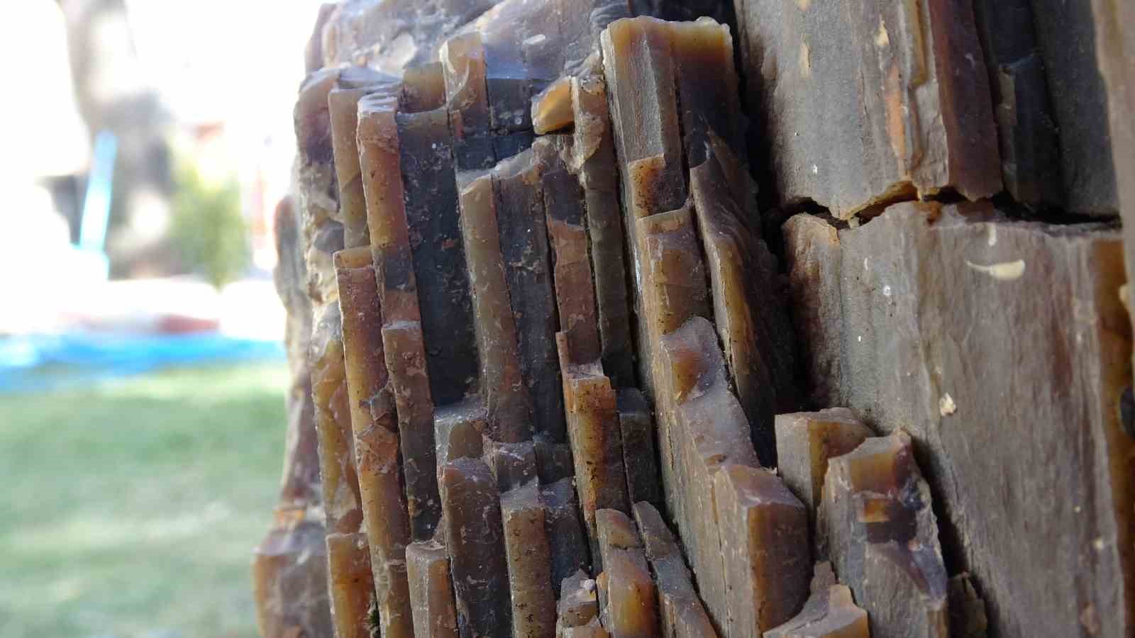 Uşak&rsquo;ta 10-16 milyon yaşında ağa&ccedil; fosili bulundu
