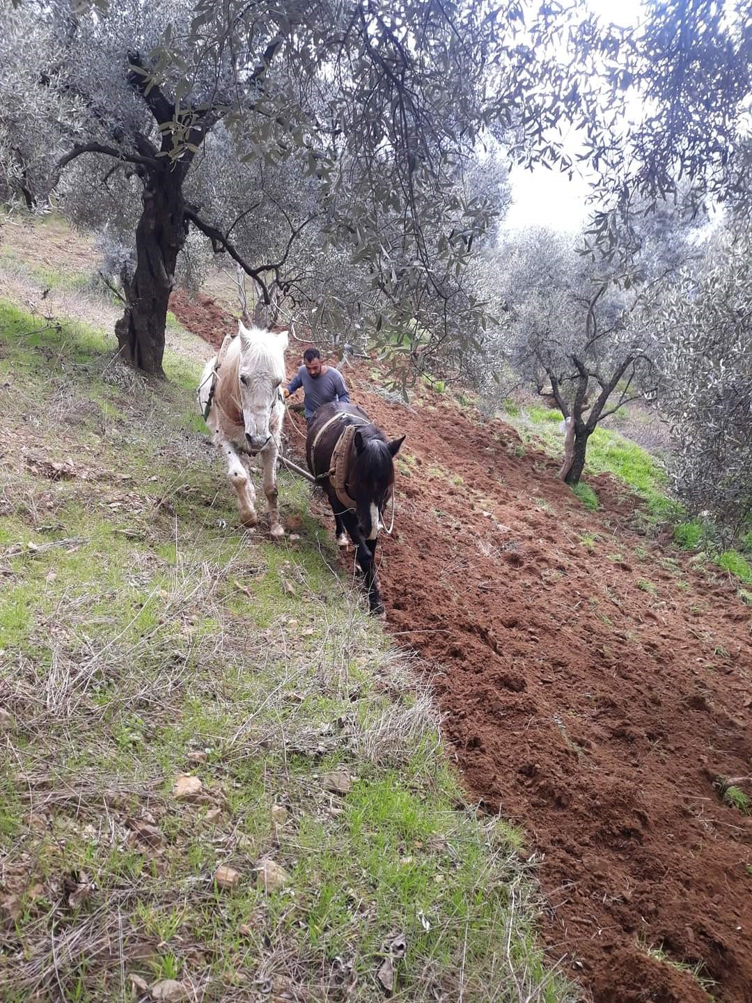 Aydın’ın dağlarında atlar, çiftçinin imdadına yetişiyor