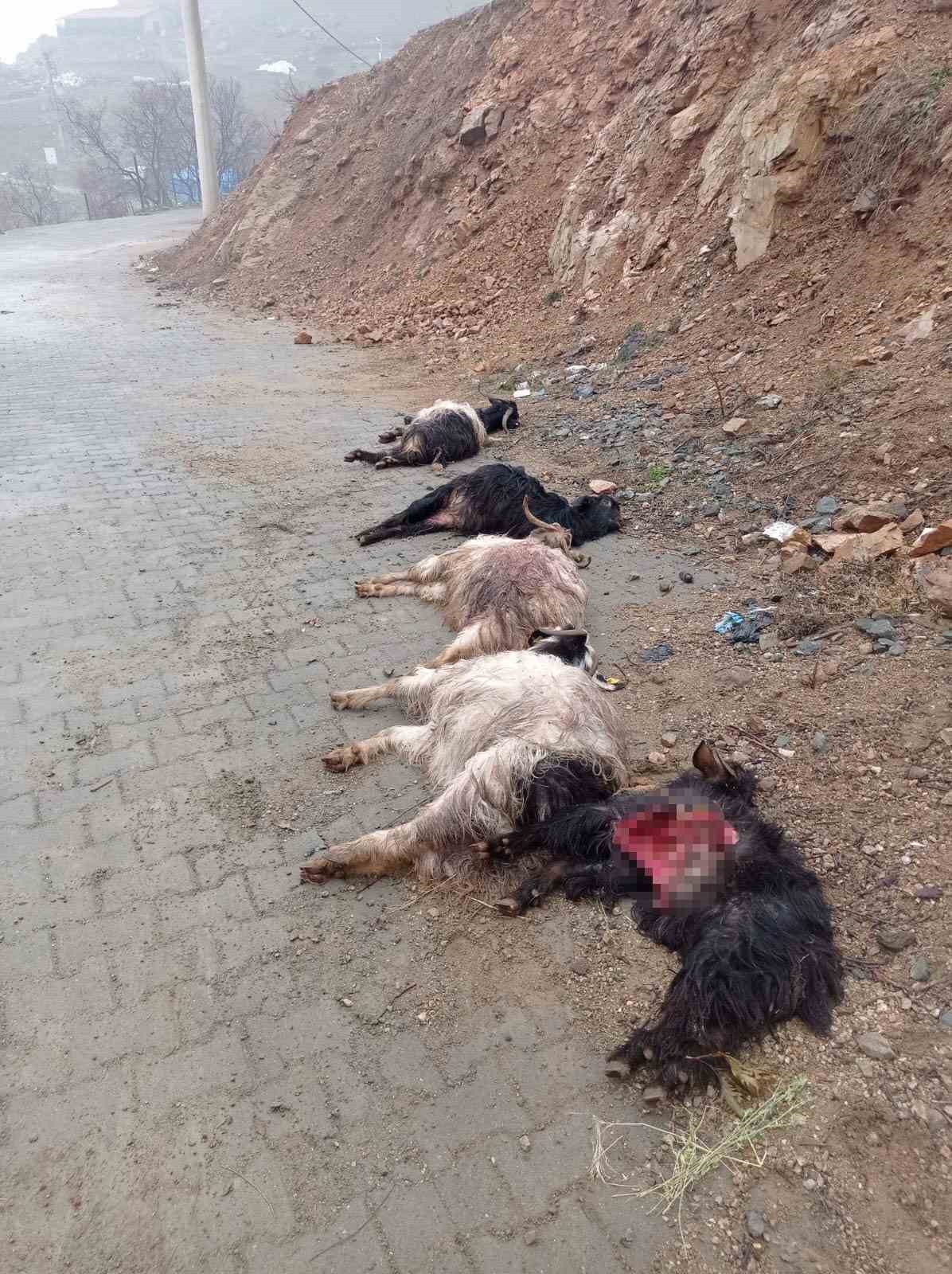 Diyarbakır’da sokak köpekleri 15 keçiyi telef etti