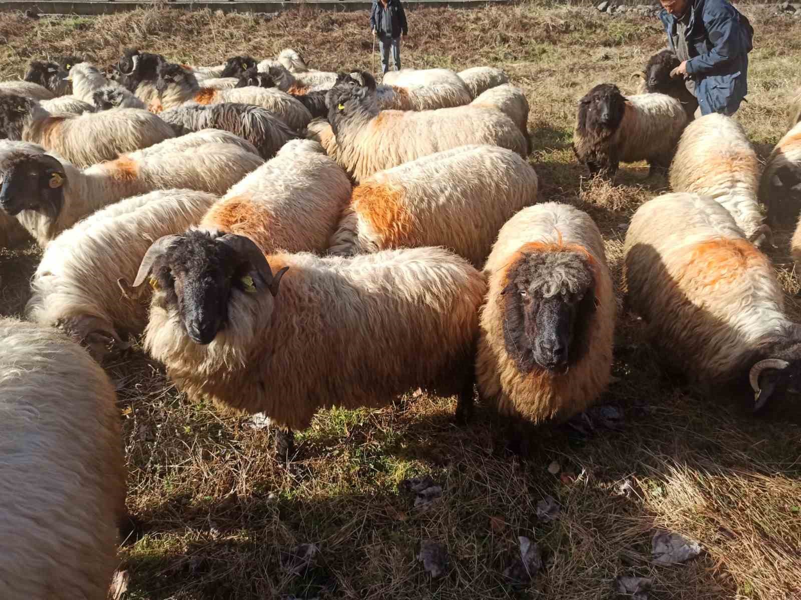 Çepni koyunu koruma altına alındı