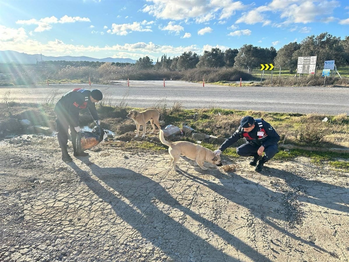 Jandarma sokak hayvanlarını unutmuyor
