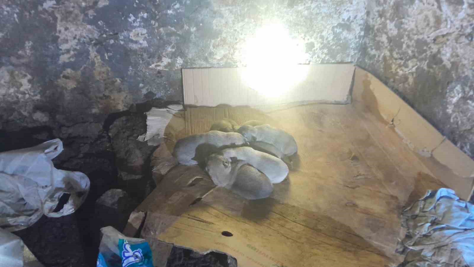 Sason’da güvenlik korucuları donmak üzere olan yavru köpekleri kurtardı