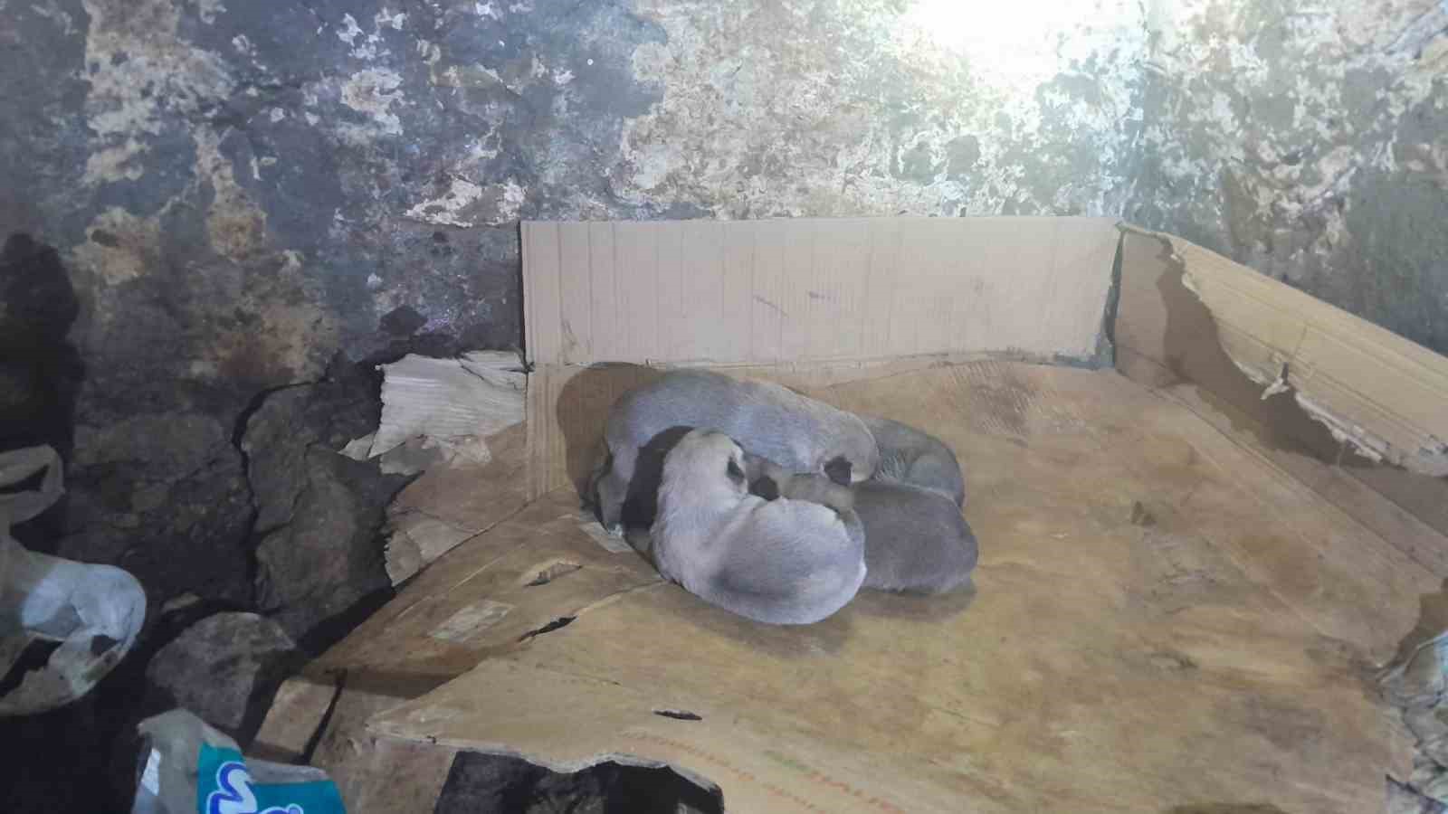 Sason&rsquo;da g&uuml;venlik korucuları donmak &uuml;zere olan yavru k&ouml;pekleri kurtardı
