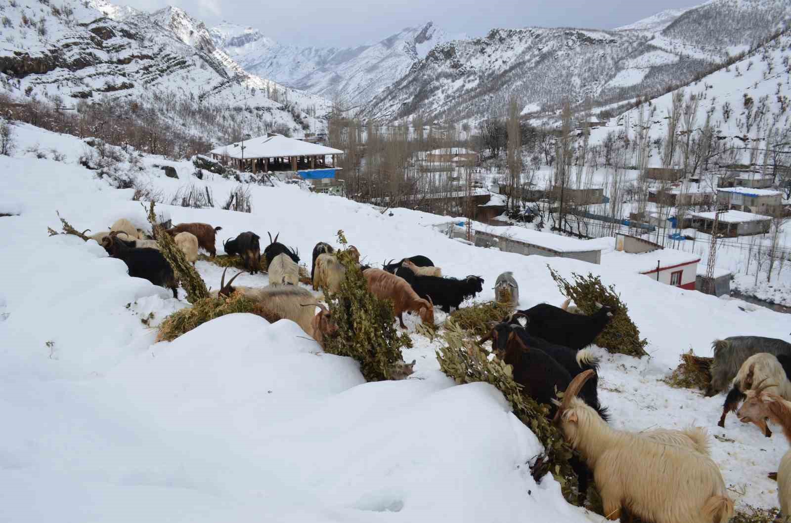 Beyt&uuml;şşebap&rsquo;ta hayvanlar kar &uuml;st&uuml;nde yemleniyor
