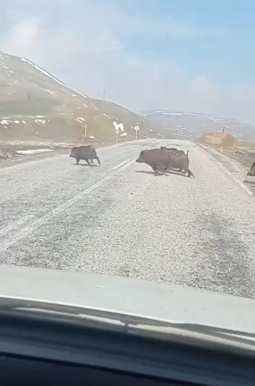 Varto yakınlarında ortaya çıkan domuz sürüsü paniğe sebep oldu
