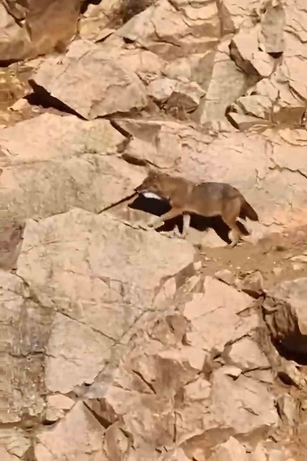 Gümüşhane’de kurtlar ana yola kadar indi