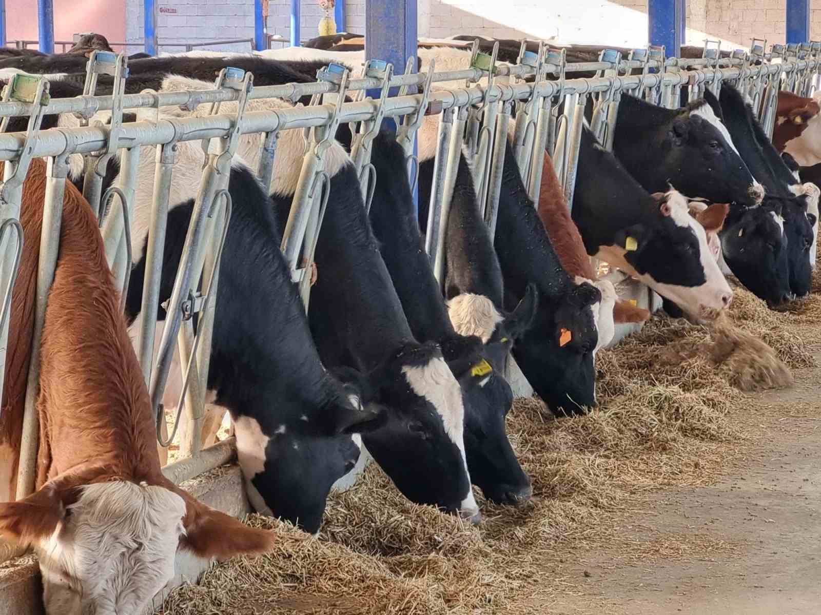 Niğde’de Verimli Hayvancılık Paneli düzenlenecek