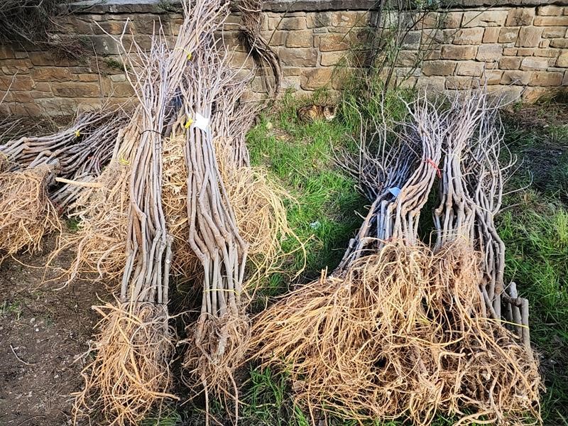 Adalarda &uuml;reticilere fidan desteği
