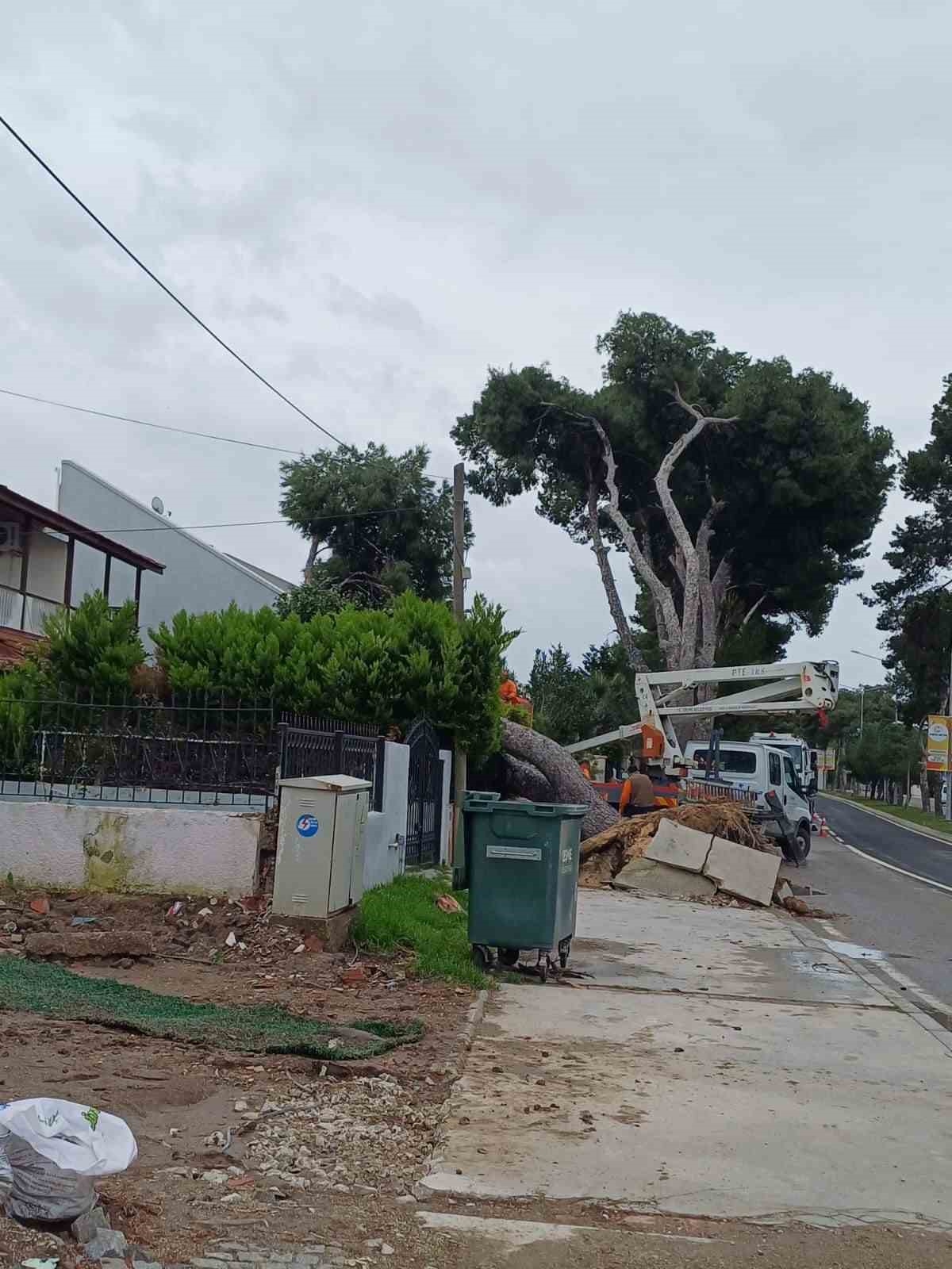 İzmir Çeşme’de dev ağaç evin bahçesine devrildi
