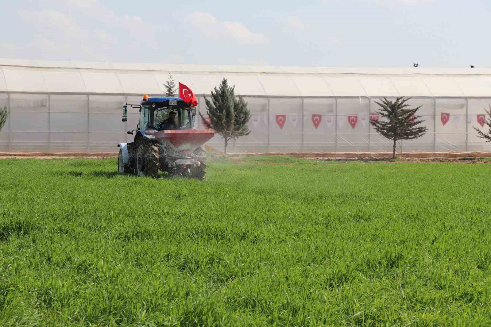 Büyükşehrin ektiği buğdaya gübre atıldı