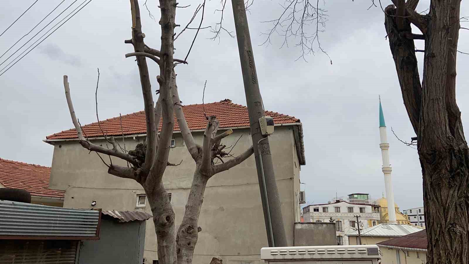Beton elektrik direğini ağaç ayakta tutuyor