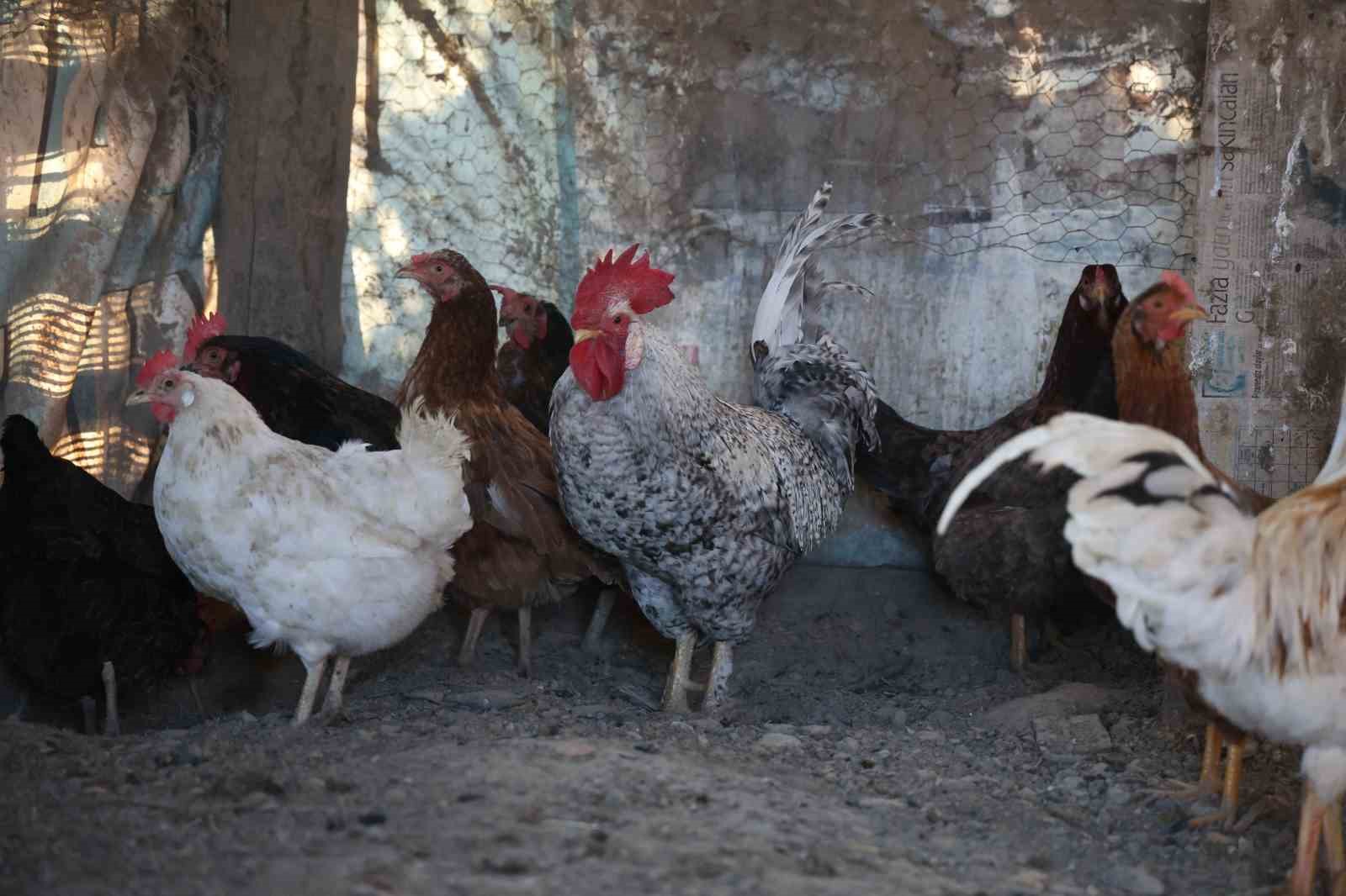 ’Anne’ diye bağıran horoz ’canını’ kurtardı