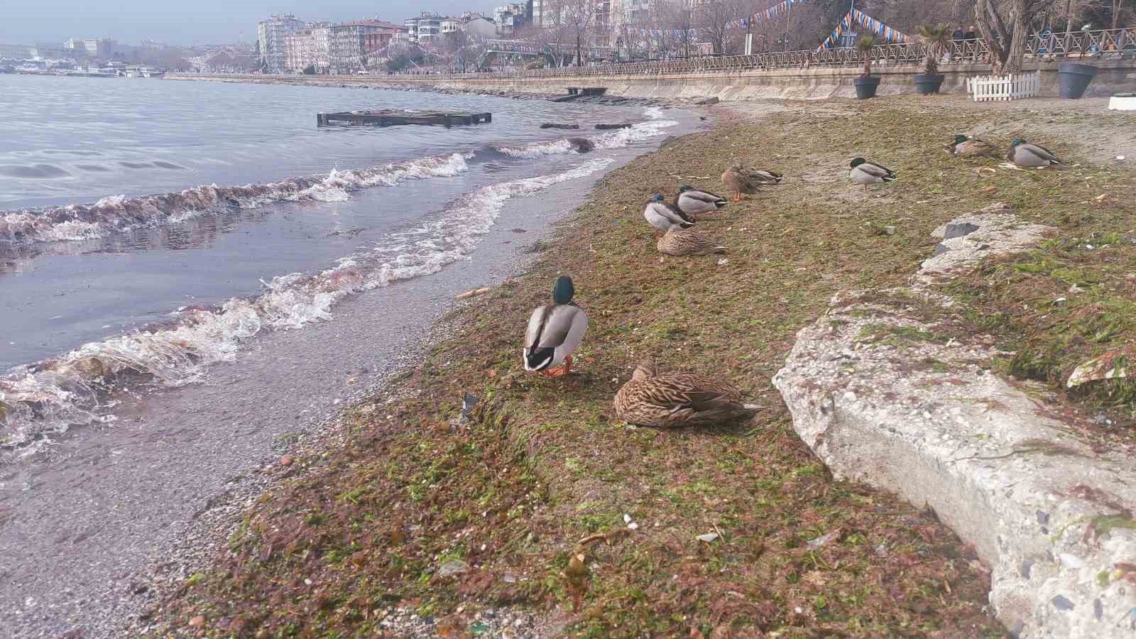 Lodos kıyıları kızıla boyadı
