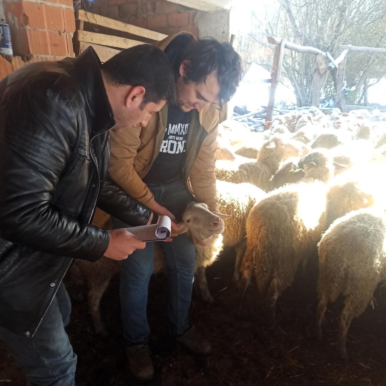 Kırklareli&rsquo;nde k&uuml;&ccedil;&uuml;kbaş hayvanlar hastalıklara karşı aşılanıyor
