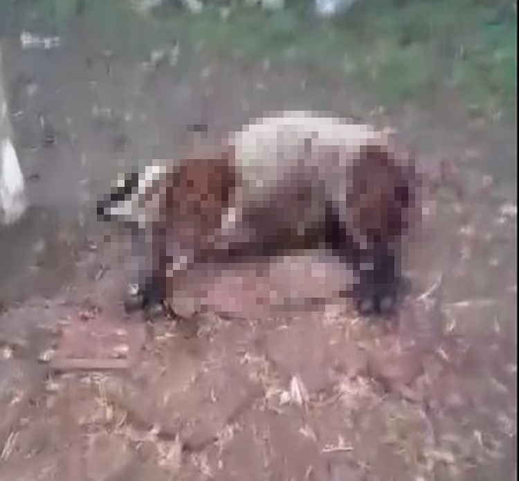 Edirne&rsquo;de kurt saldırısı kamerada
