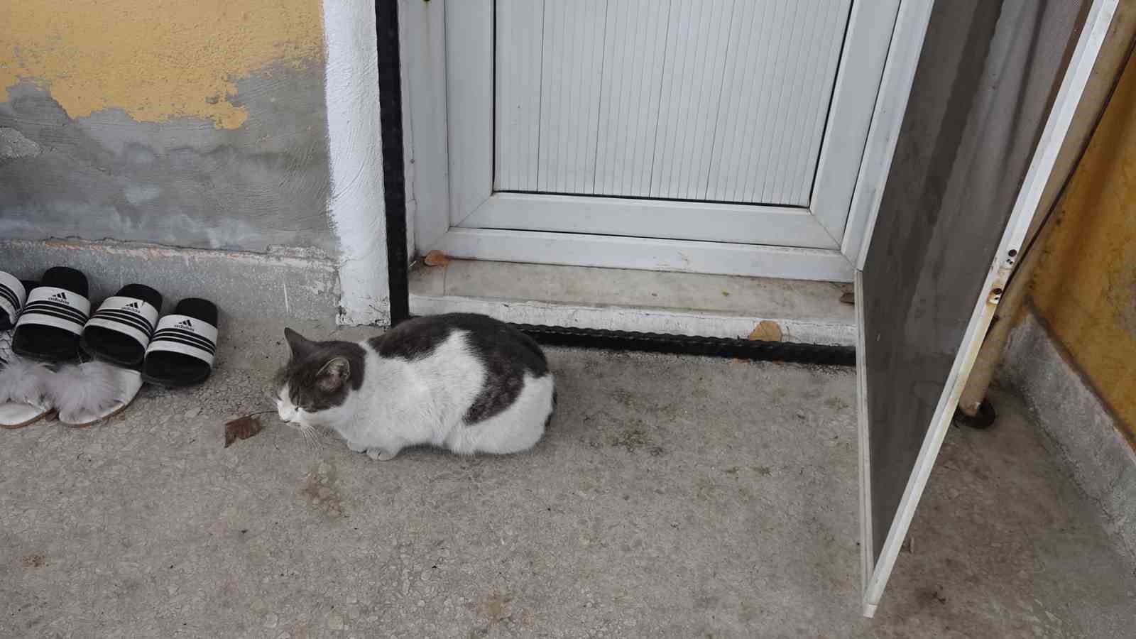 Sahibi ve arkadaşı kayıp kediyi 3 g&uuml;nd&uuml;r arıyor

