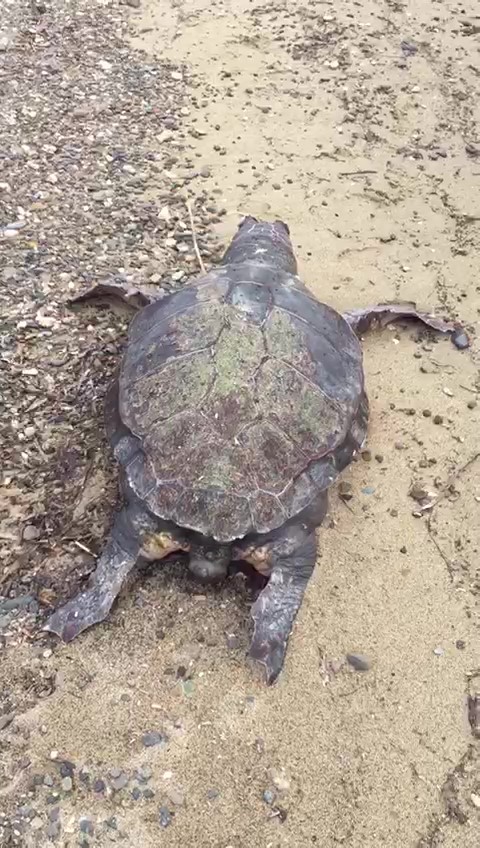 Ayvalık’ta yaklaşık 100 yaşındaki ölü Caretta Caretta sahile vurdu
