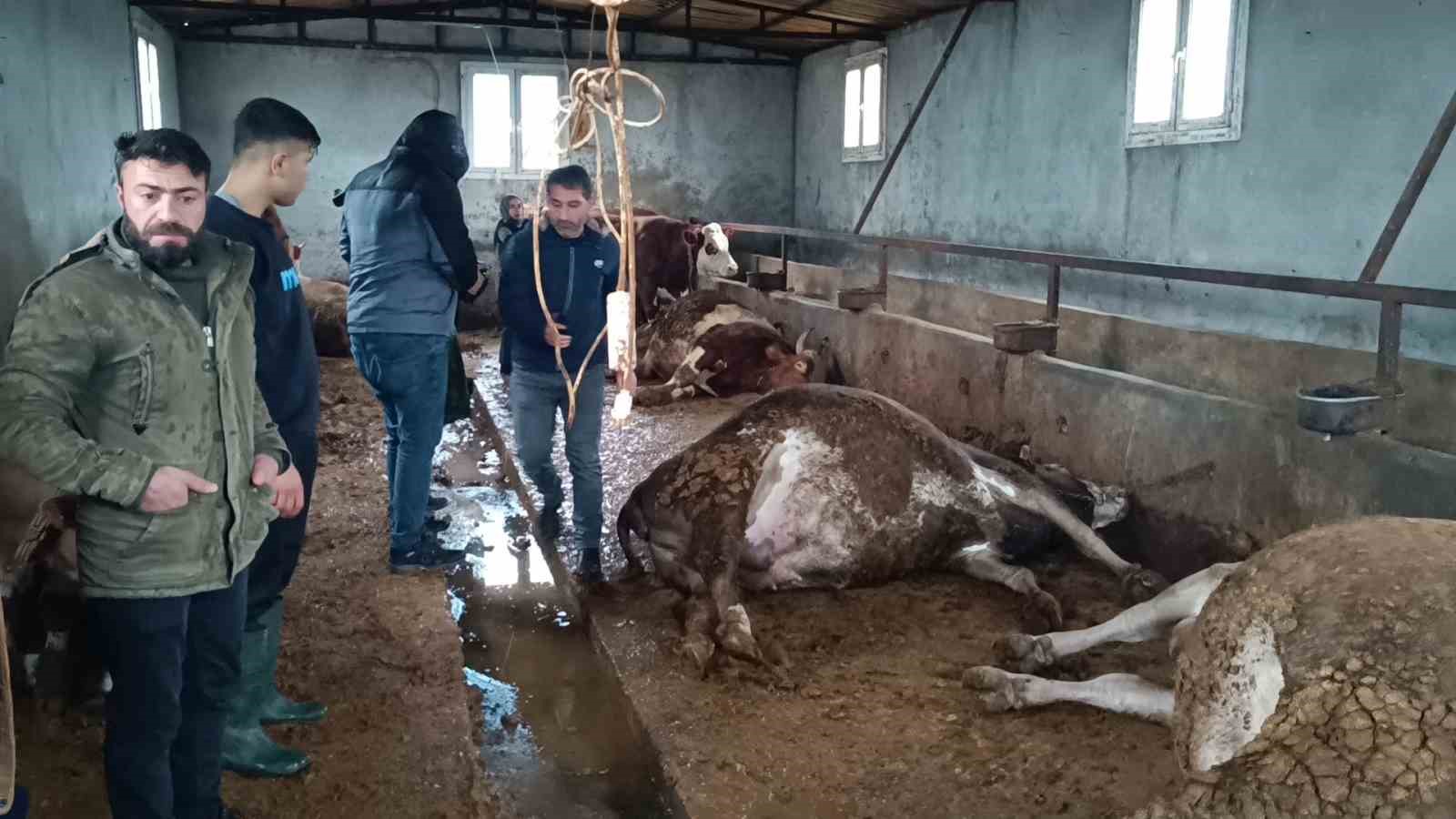 Ahıra düşen yıldırım 3 büyükbaş hayvanı telef etti