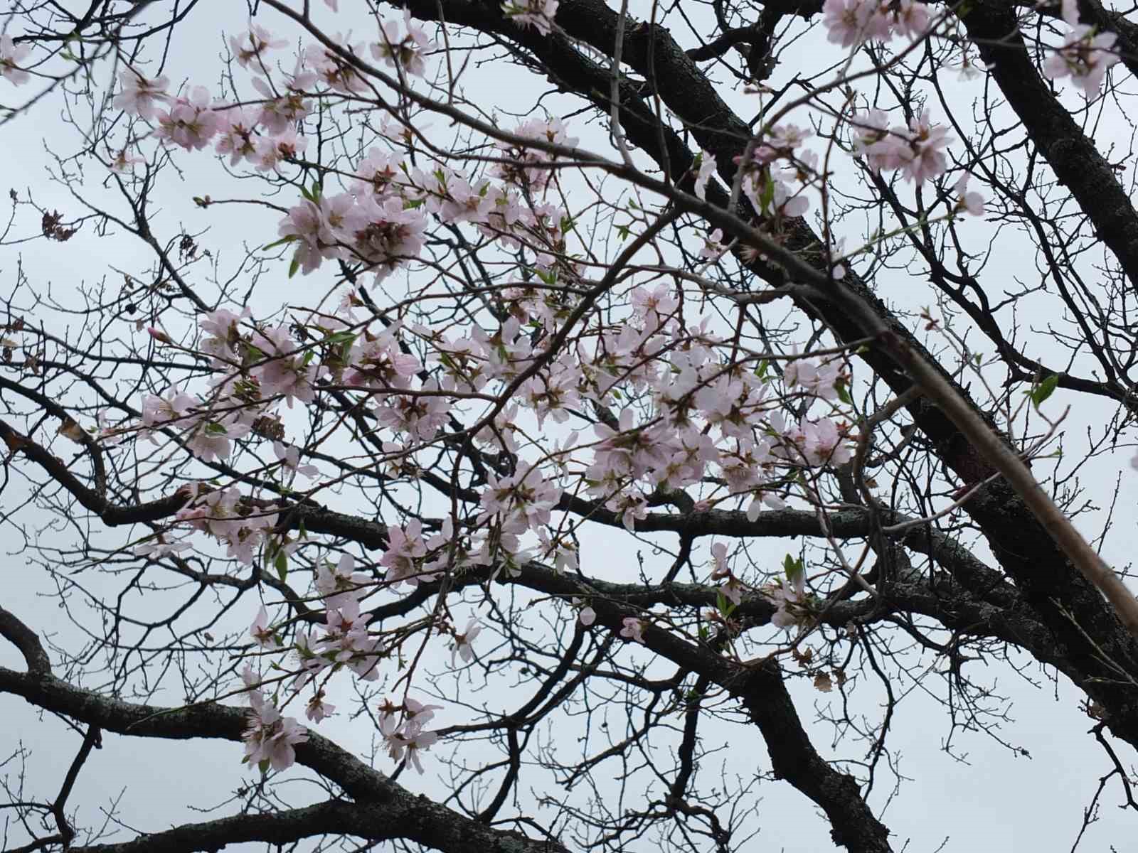 Burhaniye’de bademler çiçek açtı