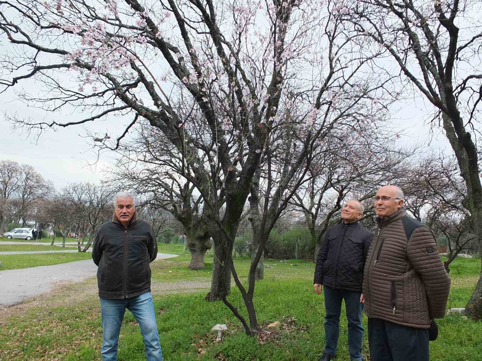 Burhaniye&rsquo;de bademler &ccedil;i&ccedil;ek a&ccedil;tı
