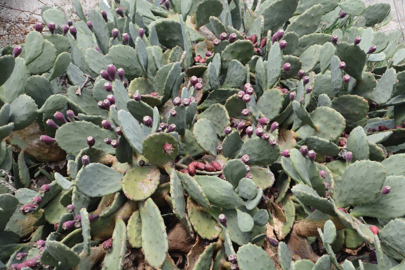 Sinop’un meşhur yer inciri şifa dağıtıyor