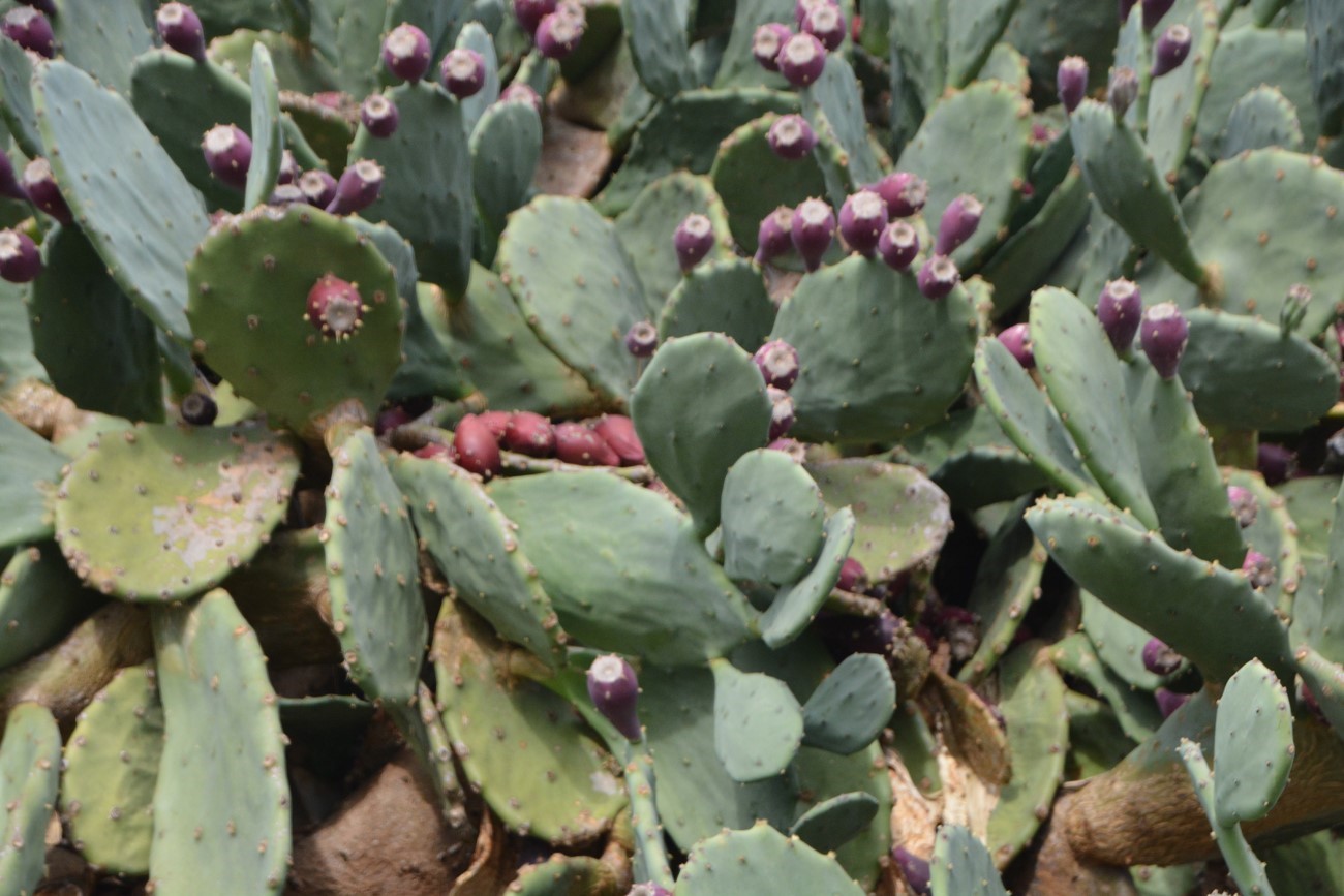 Sinop’un meşhur yer inciri şifa dağıtıyor