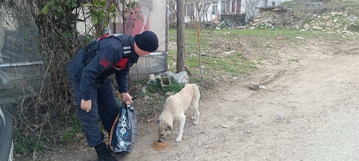 Jandarma sokak hayvanlarını yalnız bırakmıyor
