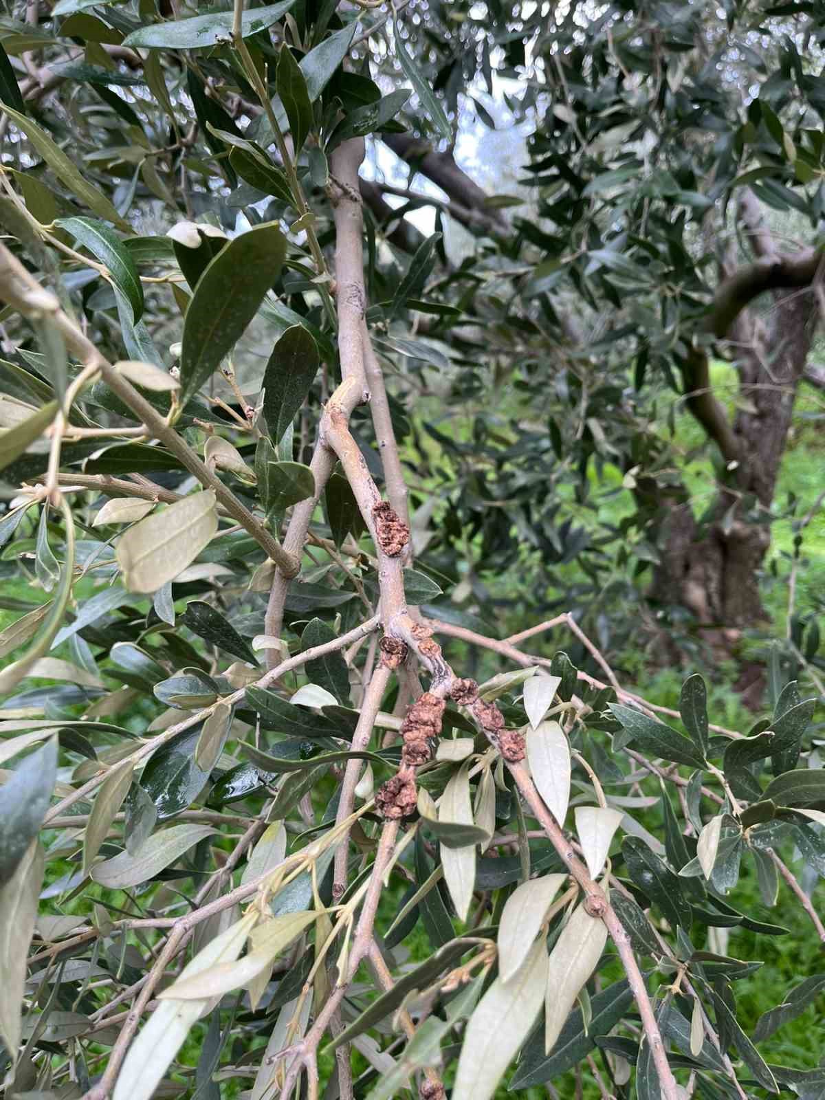 Zeytin üreticileri kokarca zararlısına karşı bilgilendirildi