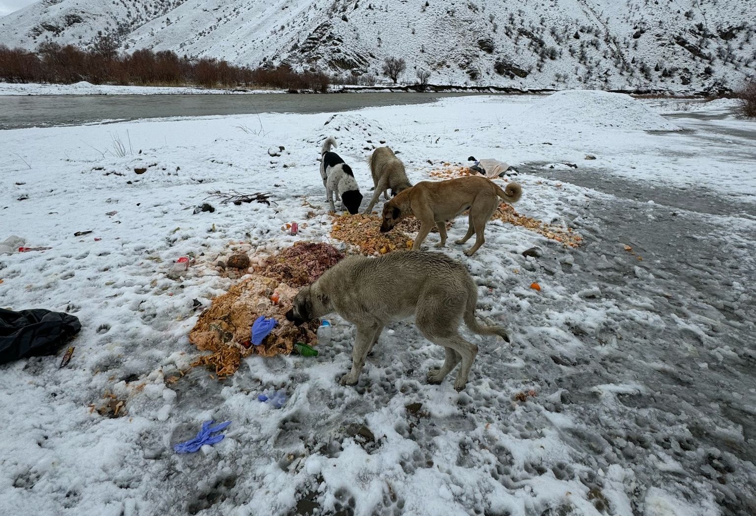 Hakkari’de sokak hayvanlarına yiyecek bırakıldı
