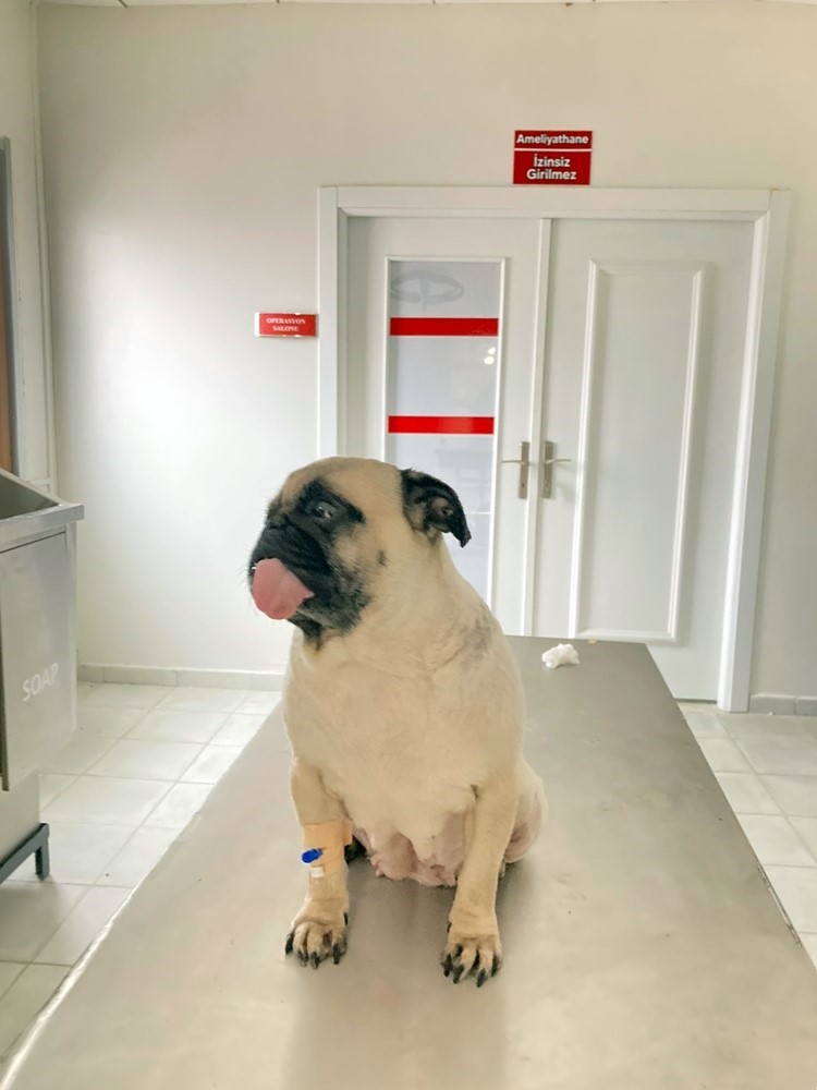 İdrar kesesinin yüzde 90’ı taşla kaplanan köpek başarılı operasyonla sağlığına kavuşturuldu
