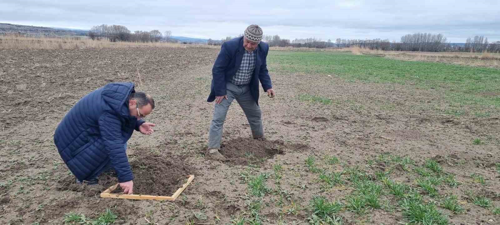 K&uuml;tahya&rsquo;da hububat ekili alanlarda Ekin Kambur B&ouml;ceği zararlısı tespit edildi
