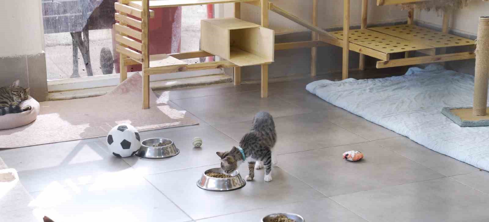 Beşiktaş Belediyesi şiddete uğrayan sokak kedilerine sahip &ccedil;ıkıyor
