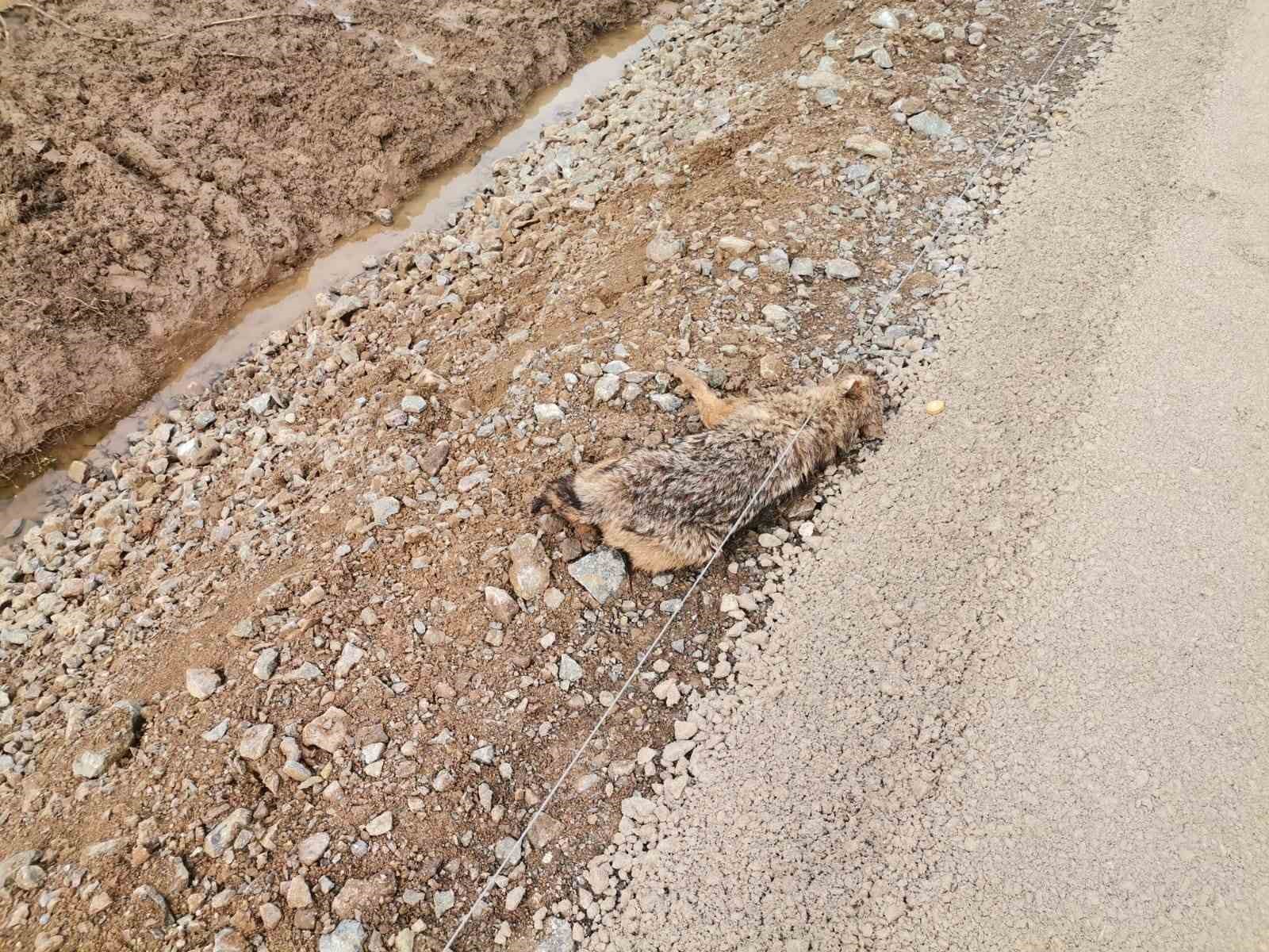 Kahramanmaraş&rsquo;ta yaralı &ccedil;akal kurtarıldı
