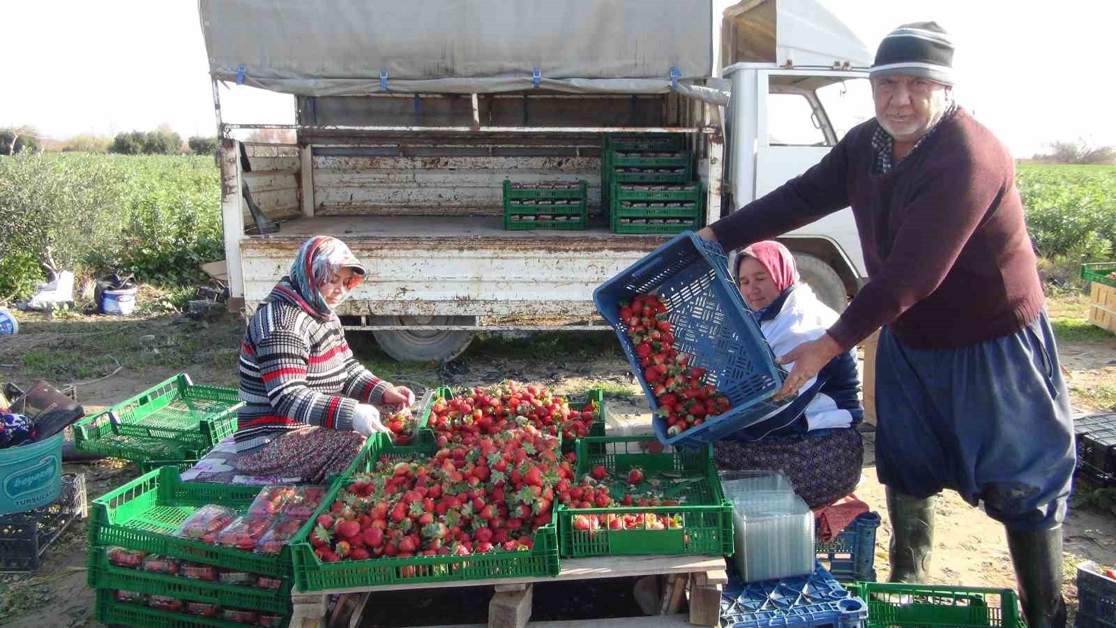 Mersin’de örtü altında çilek hasadı sürüyor
