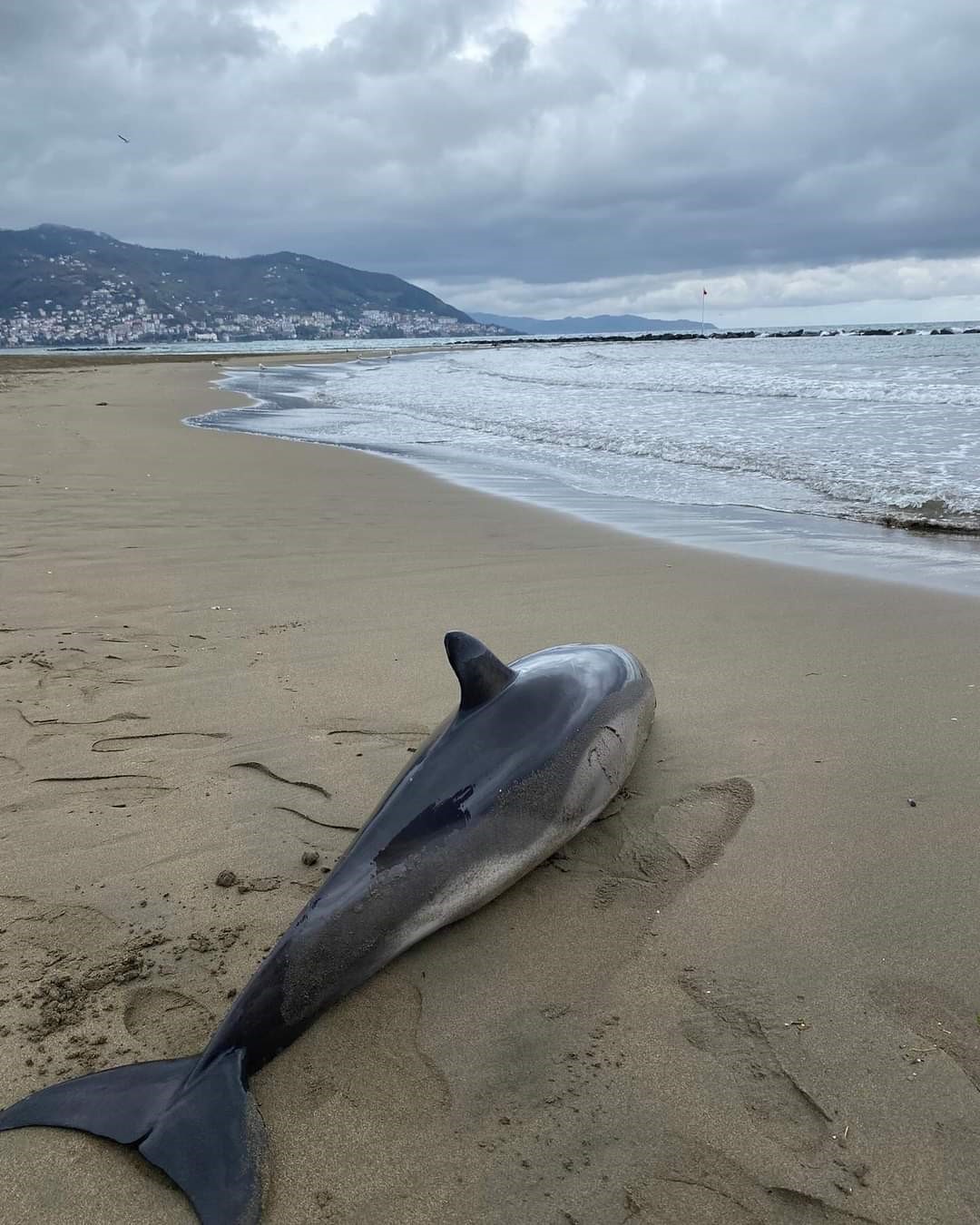 Ordu’da ölü yunus balığı sahile vurdu