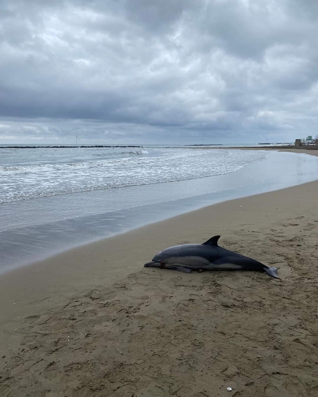 Ordu&rsquo;da &ouml;l&uuml; yunus balığı sahile vurdu

