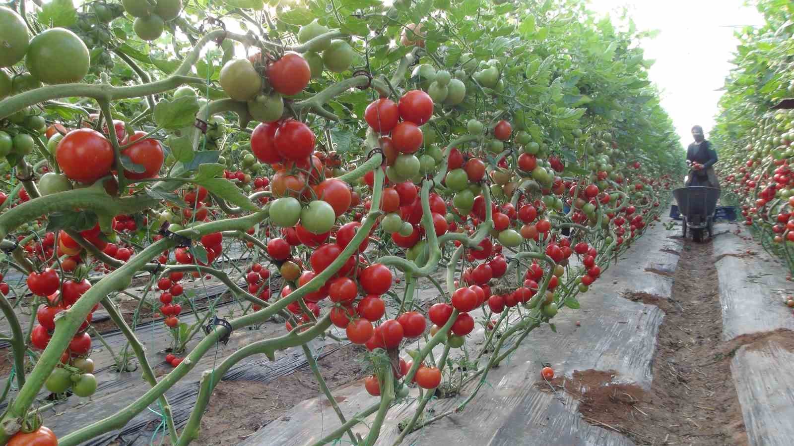 Mersin’de örtü altı domates hasadı başladı
