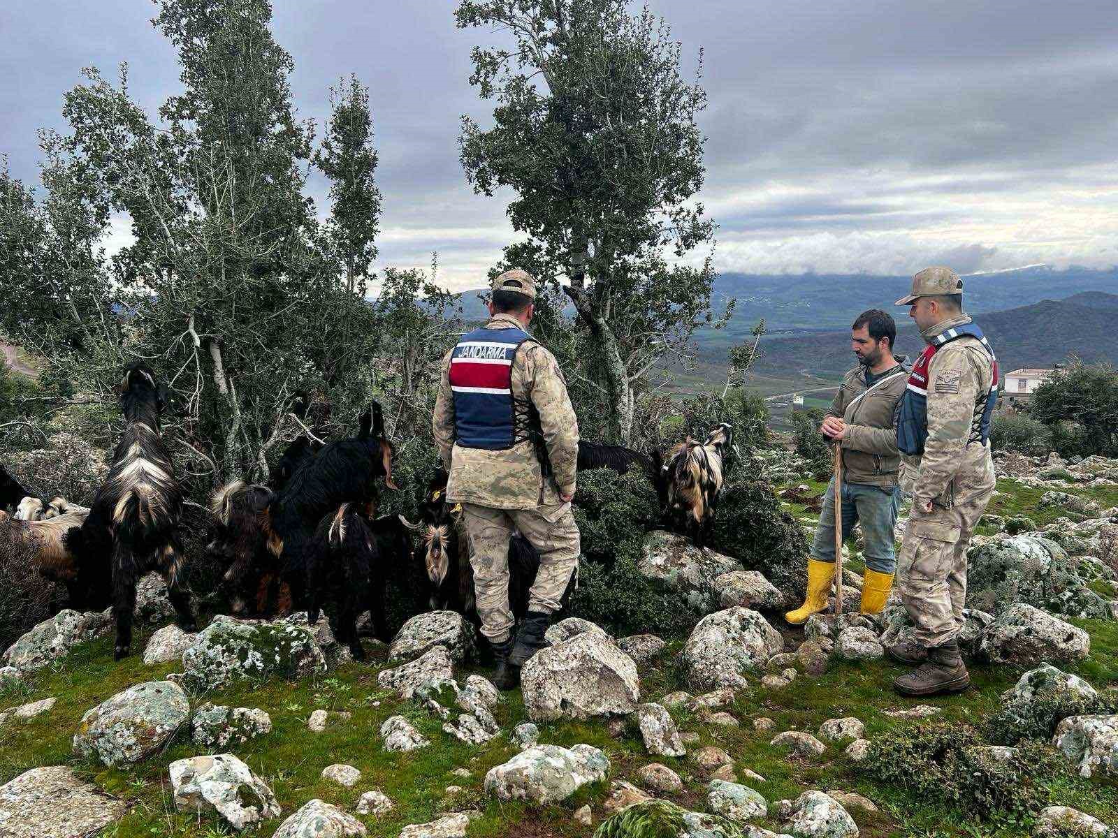 Kaybolan koyunları jandarma buldu
