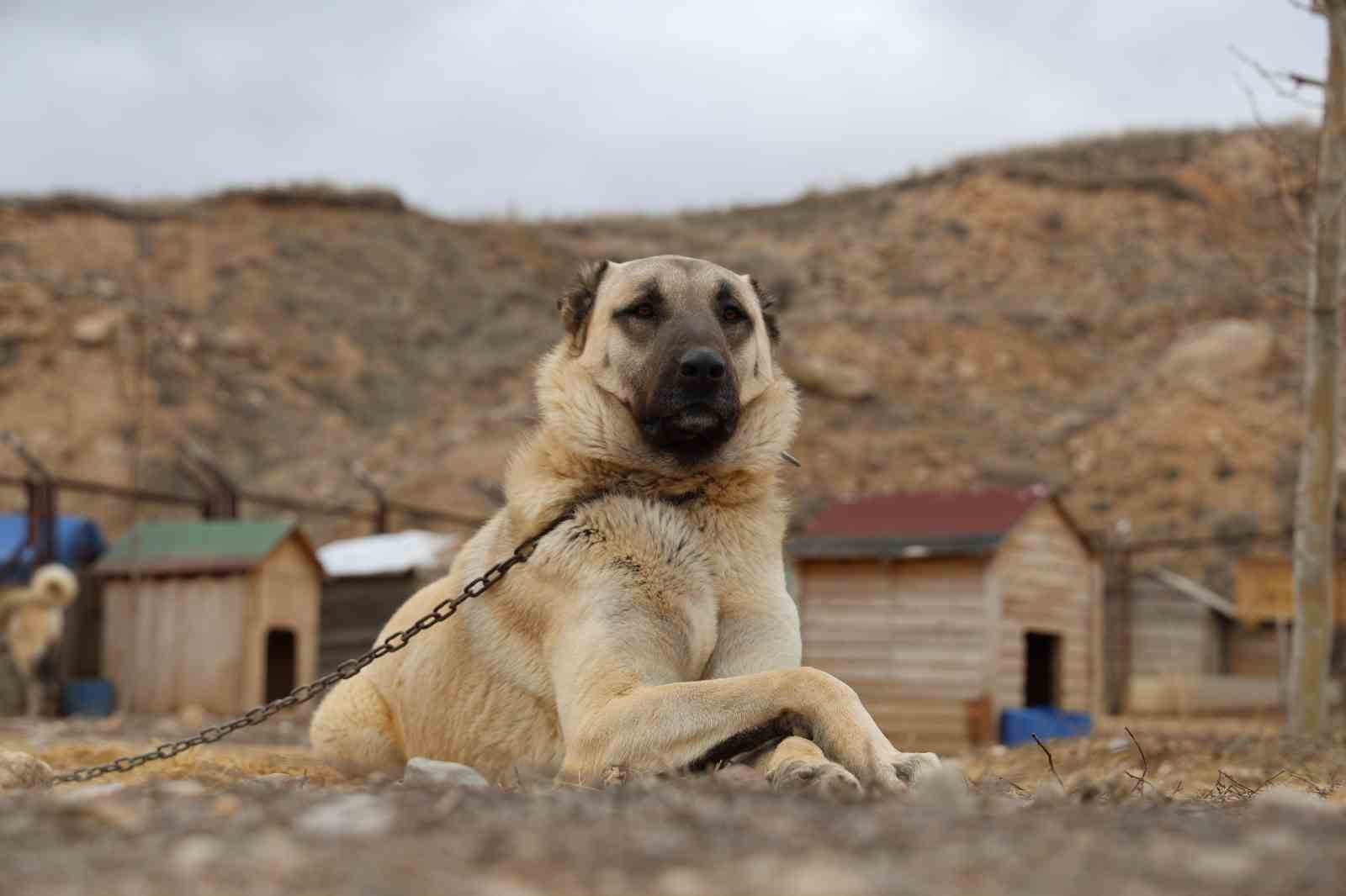 Uzmanı a&ccedil;ıkladı: Anadolu Aslanı Kangallar, doğal Kurt savar
