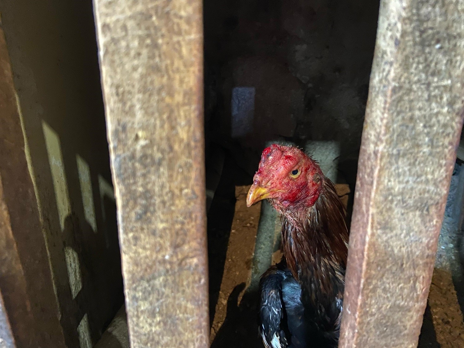 Horoz d&ouml;v&uuml;şt&uuml;r&uuml;c&uuml;lerine jandarmadan su&ccedil;&uuml;st&uuml;
