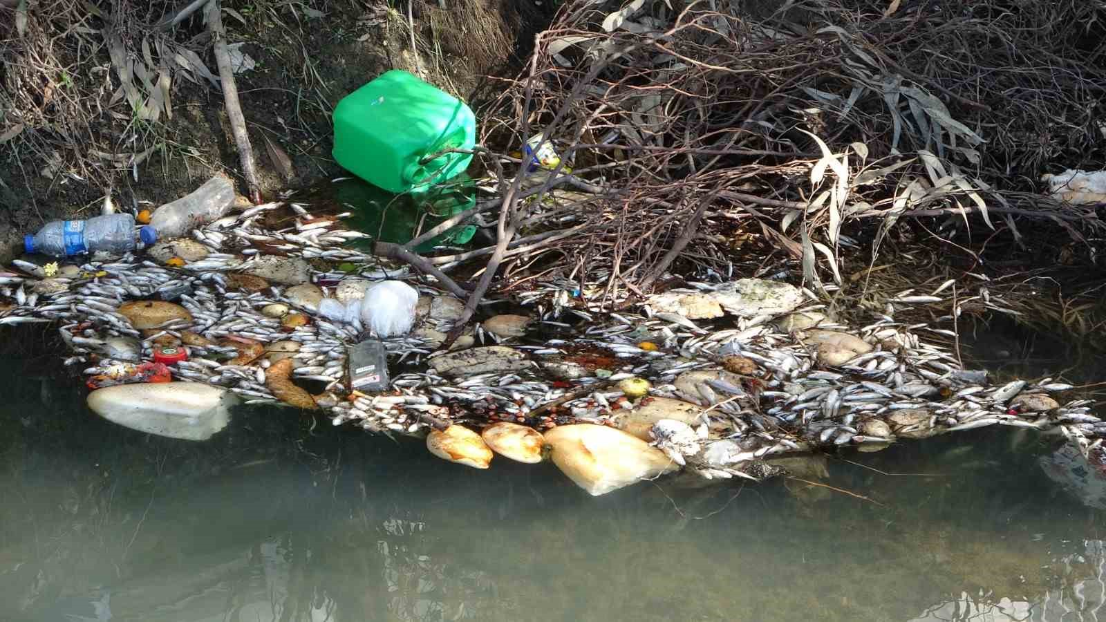 Antalya’da sulama kanalındaki balık ölümleri endişelendiriyor 