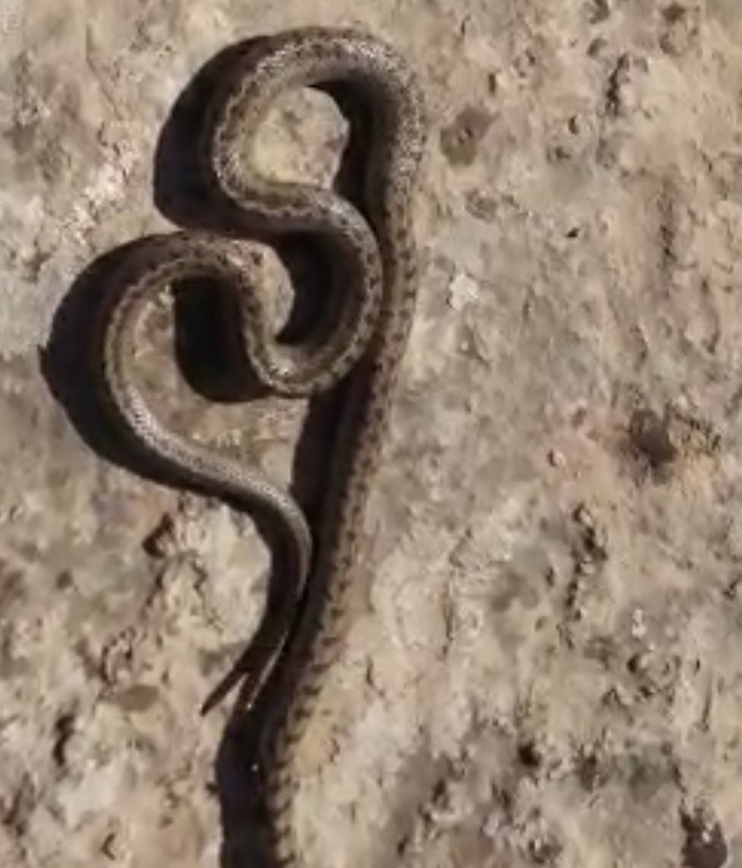 Siirt&rsquo;te kış ayında 1 metre uzunluğunda yılan g&ouml;r&uuml;ld&uuml;
