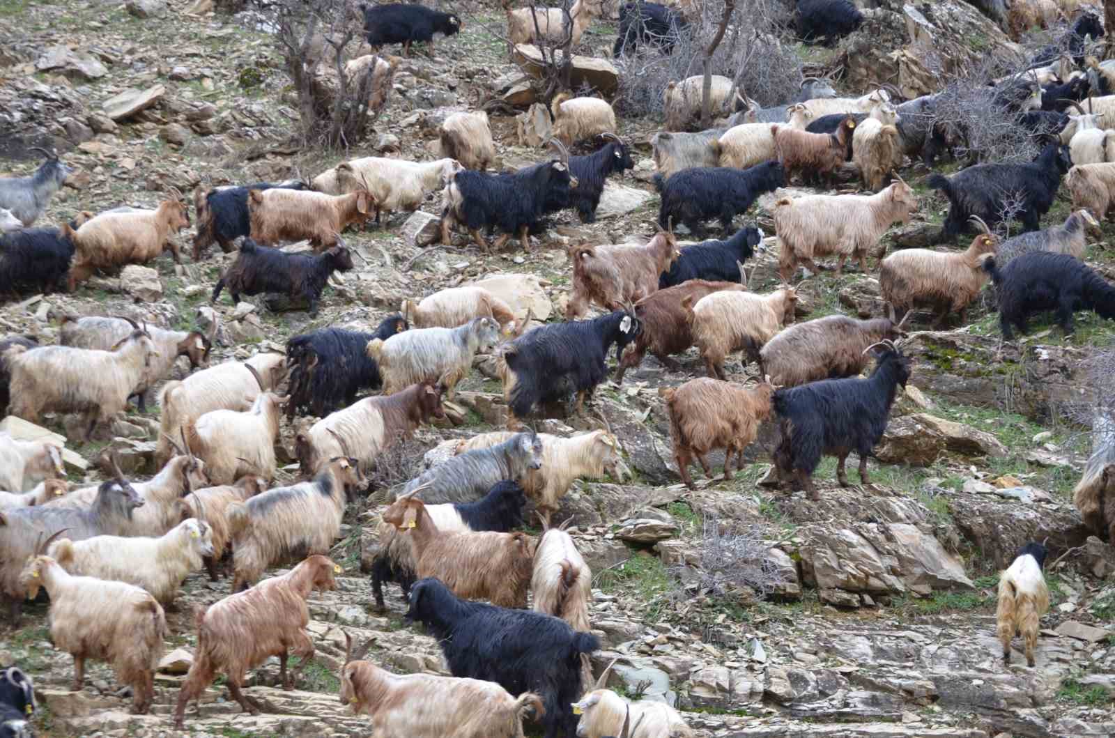 Uludere&rsquo;nin bu k&ouml;y&uuml;nde kar fazla yağmayınca k&ouml;yl&uuml;ler hayvanlarını erken dağa &ccedil;ıkardı
