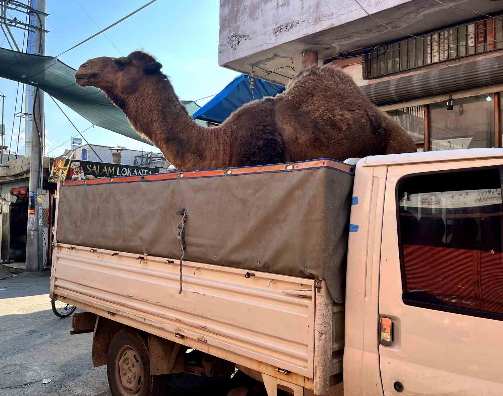 Adana’da deve kesilmekten son anda kurtarıldı 