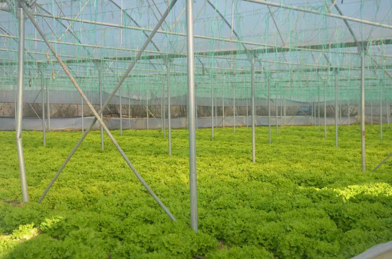 Bilecik’te 45 milyon adet marul hasadı yapılıyor